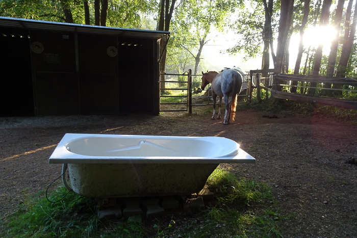 Immer wieder tauchen neue Fragen auf: Wie bringt man ein Pferd in eine Badewanne. Ich meine, rein räumlich ... ? Und warum so eine Deluxewanne? Hat ein Pferd kein Recht auf eine Dusche?