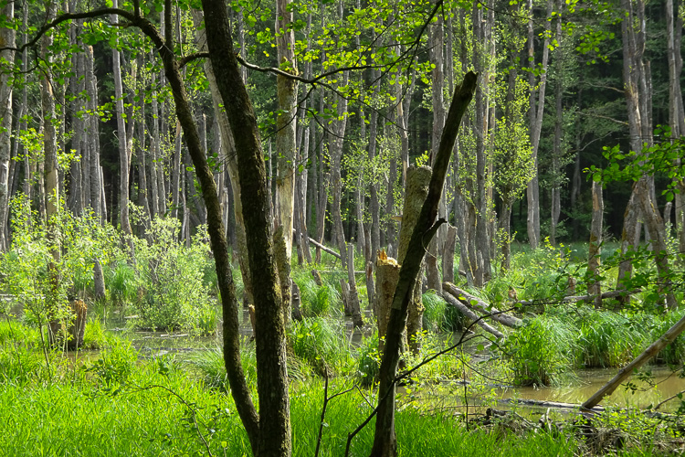 Der Sumpf ist beeindruckend, vor allem auch die Geräuschkulisse, die seine Bewohner verursachen.