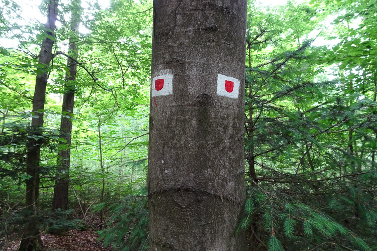 Dieser Baum wahrt sein Gesicht, aber er wirkt nicht glücklich.