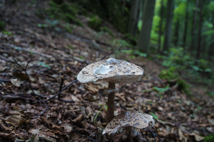 Der angeknabberte Parasol ist heute auch keine Wahl. Nogger hätten wir gewollt.