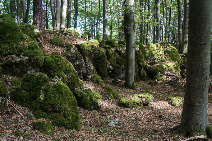 Nicht der Steinwald, aber Steine im Wald.