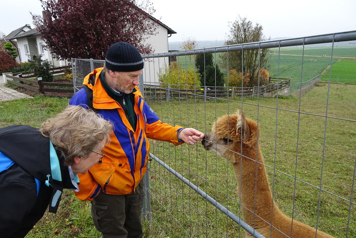 Beim Lamawirt werden Insiderinformationen zu lokalen Coiffeuren ausgetauscht.