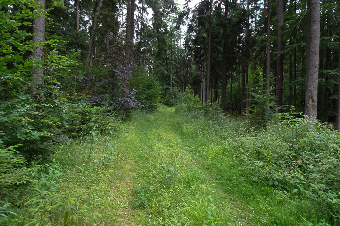 Auf dem Erzweg wechseln sich Schotter und schöne Passagen ab.