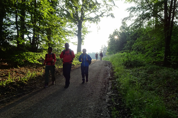 Großartiges Licht durchflutet den Wald.