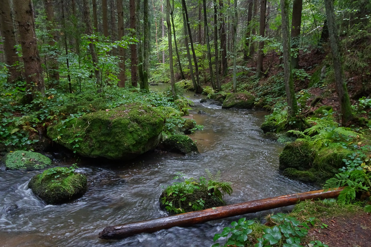 Dank des Regens ist der Bach heute gut mit Wasser gefüllt, aber weiter unten wird er ruhiger.