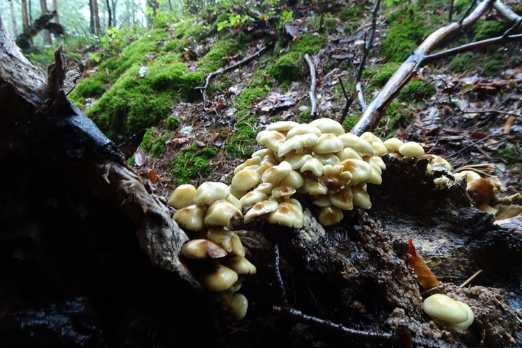 Aufstieg zur Kaffeepause.