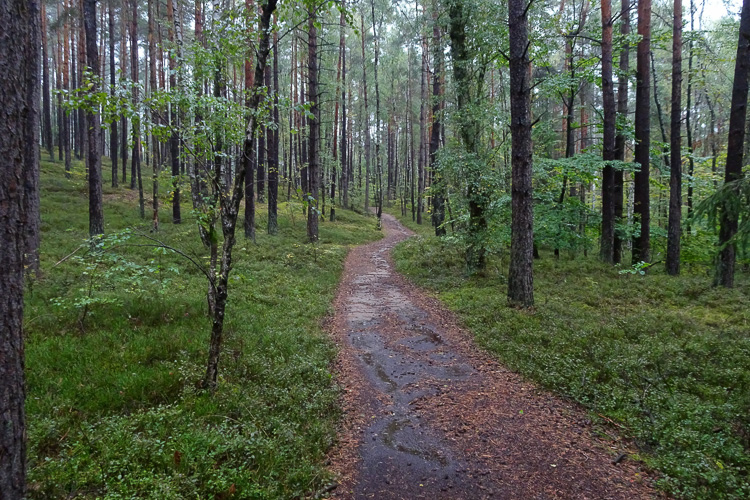 Kurzer Abstecher durch den sattgrünen Wald.