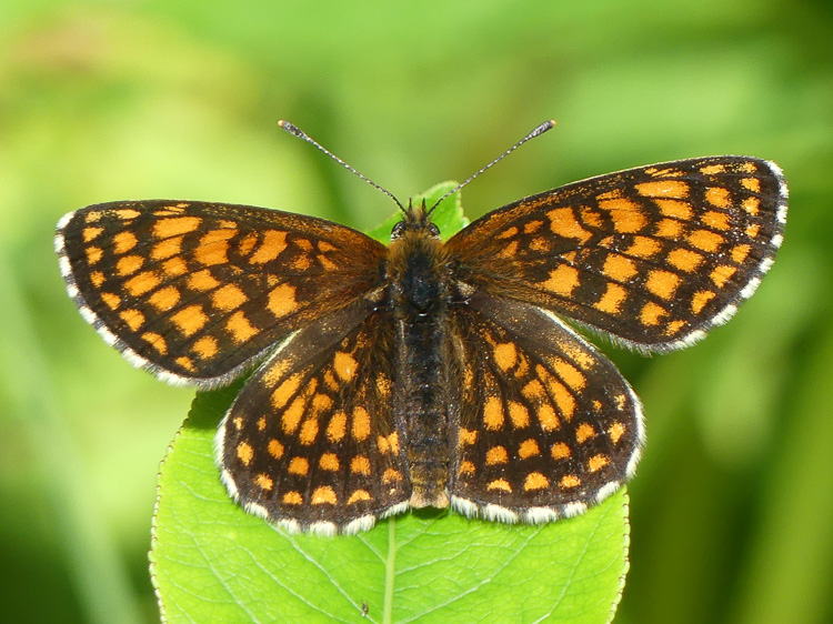 Der Gemeine Scheckenfalter posiert für Helmuts Kamera.