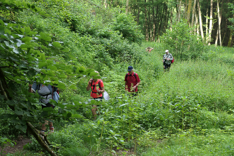 Aber auch der Trampelpfad wirkt nicht viel gepflegter.