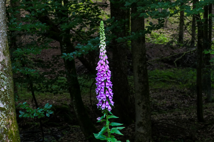 Gut, wenn ein digitaler Farbtupfer daher kommt!