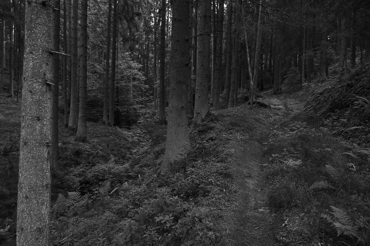 Der Wald wirkt heute ganz schon monochorm.