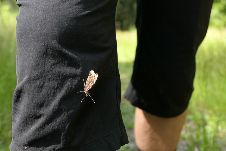 Heute sind die Schmetterlinge ganz schön aufdringlich.