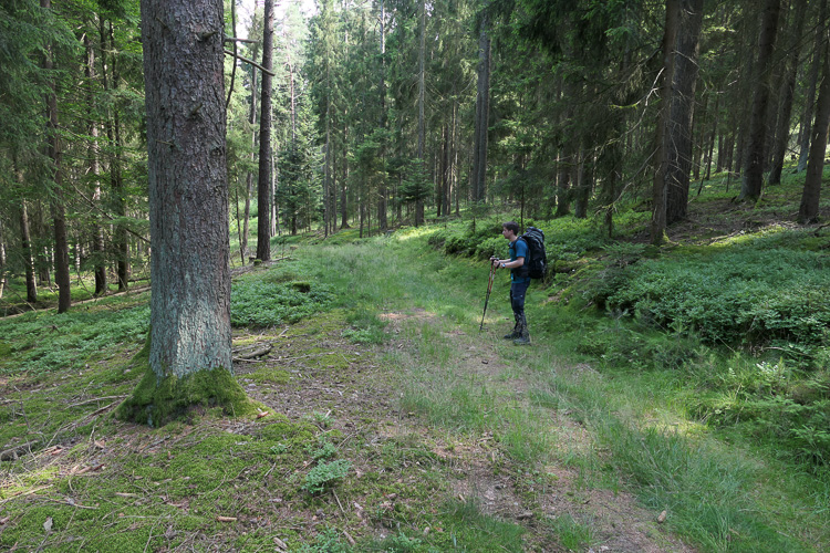 Dort leben Hobbitse und andere Kreaturen.