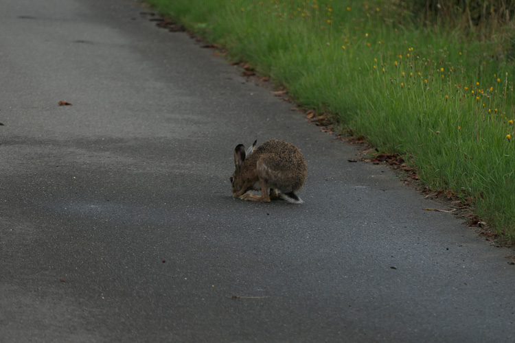 Plötzlich läuft ein Hase auf uns zu und inspziert die Fahrbahn. Seltsames Vieh.
