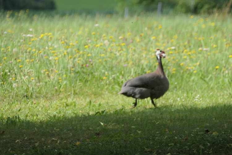 Kurz später gibt das Huhn Fersengeld - mit der Maus im Maul. Weiteres Schicksal unbekannt.