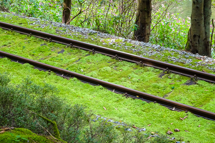 Hier verkehrt die Waldbahn. Wegen der guten Dämpfung ist die Fahrt besonders ruckelfrei.