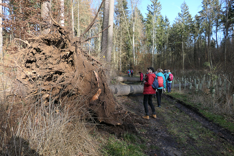 Wald ohne Baum (x2)!