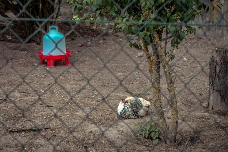 Eierspeise wird auch schwierig. Das Huhn macht Siesta.