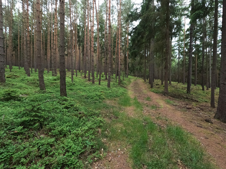 … im Wald.