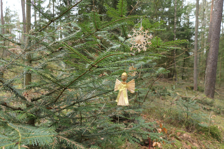 Im Wald finden wir noch Spuren des letzten Weihnachtsfestes. Ja mei, nach dem Fest ist vor dem Fest.