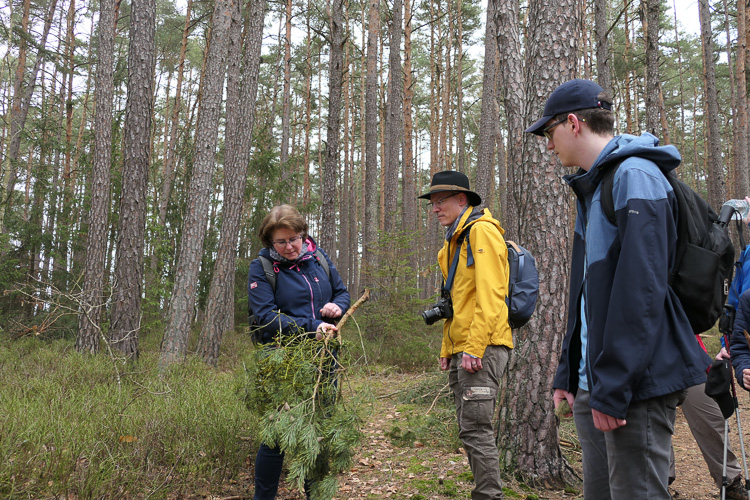 Außerdem finden wir Misteln und diskutieren den Einsatz der Goldenen Sichel. Der Tenor lautet: Sichel ist Sichel.