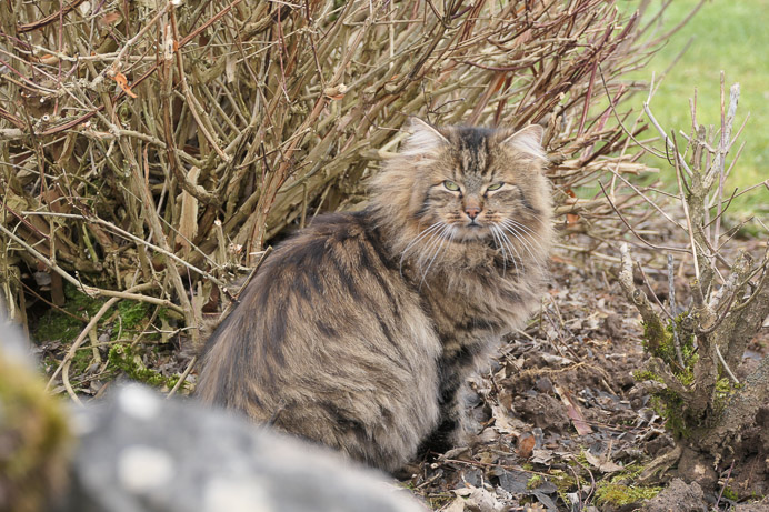 Auch die Fauna.