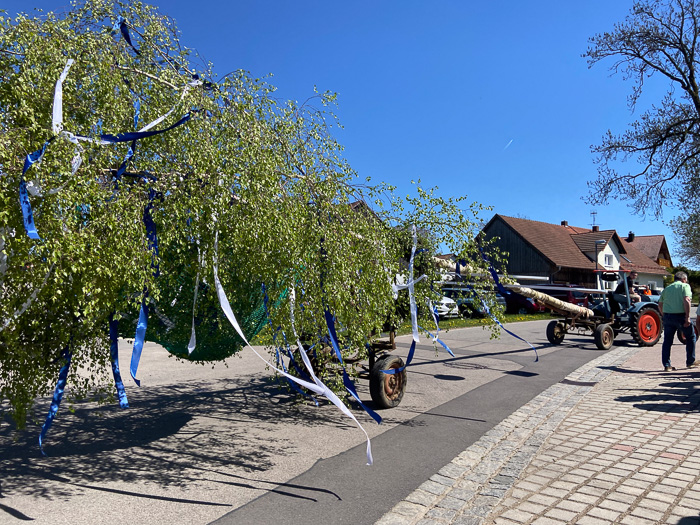 Heute wird eine Birke gewuppt.