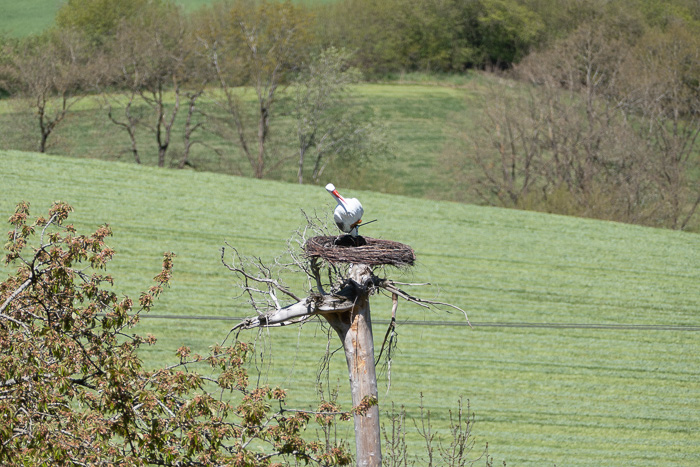 Dieser schräge Storch hat bestimmt einen Plas-Tick!