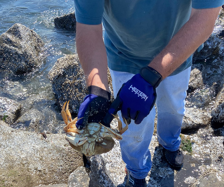 See, that's a female, that must go back into the ocean for more crabs.