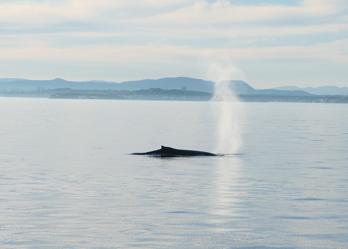 Here is the whale. It's a young male humpback whale.
