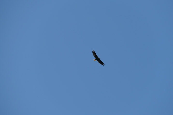 Let's hope the bald eagle won't steal anything.