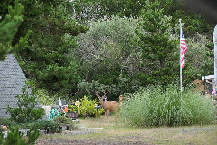 The number of deer on the island is astonishing. They trim the gardens for free. 