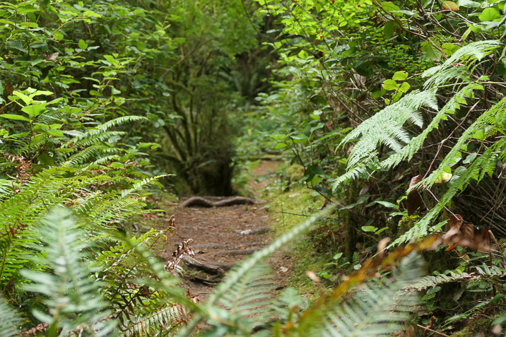 It's also a green rainforest. Of course not a tropical one.