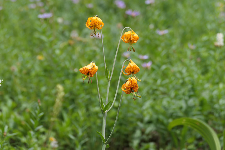 Lots of flowers on the way. That's the Columbian Lily, in case you didn't know.