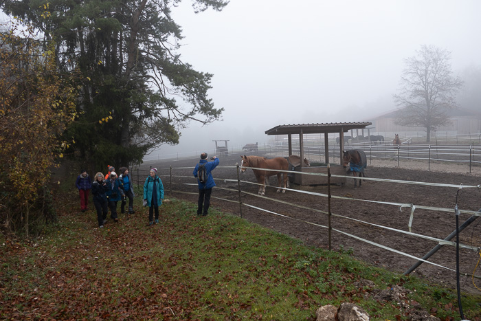Mächtig gewachsen, diese Esel!
