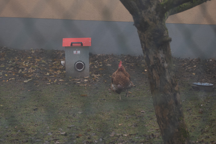 Auch die Hühner haben gefrühstückt. 