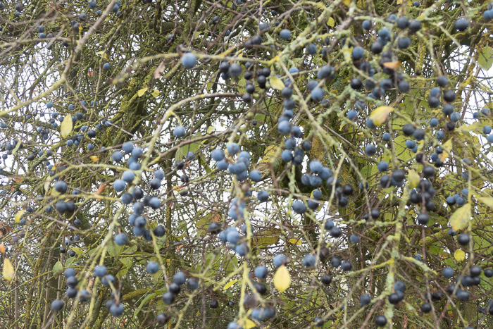 Wenn das mal kein ordentlicher Schnaps wird!