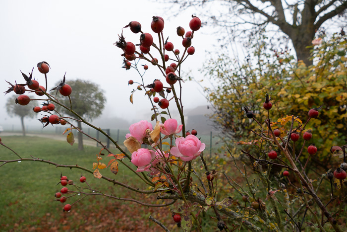 Die Welt ist doch gar nicht so grau!