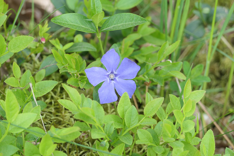 Wie schön, eine Vinca minor, das Kleine Immergrün aus der Familie der Hundsgiftgewächse.