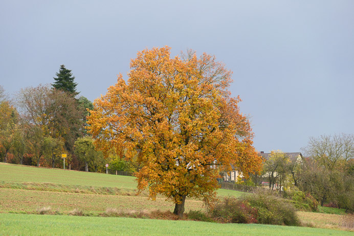 Der Herbst bleibt.