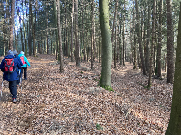 Auf- und Abstiege durch Buchenmischwald