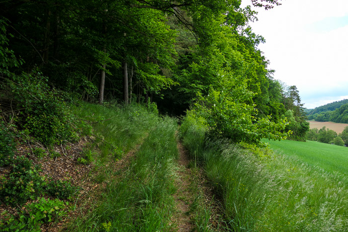 Dann in den Wald hinein und leicht bergab. Geschützt vom Blätterdach entgehen uns die drei Regentropfen des Tages.