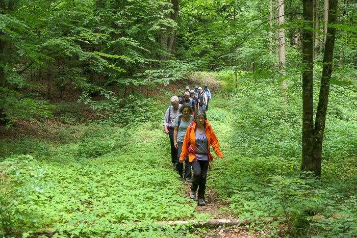 Dann im Gänsemarsch durch's Biertal. Bier kommt von Eber. So wie in Bierschneider (Der, der die Eber kastriert).