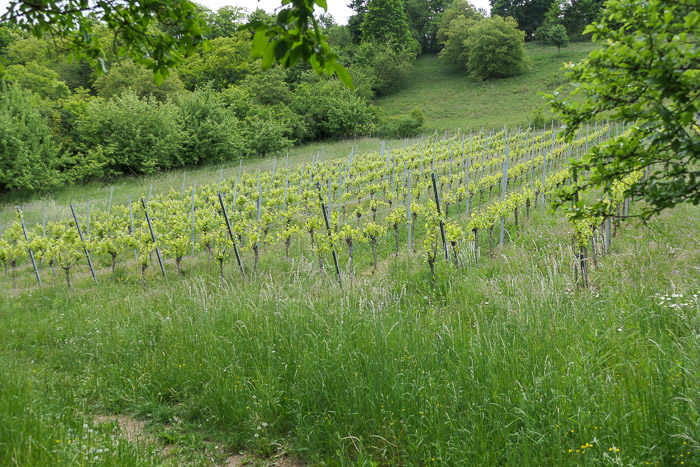 Sind wir schon an der Mosel? Eher nein. 