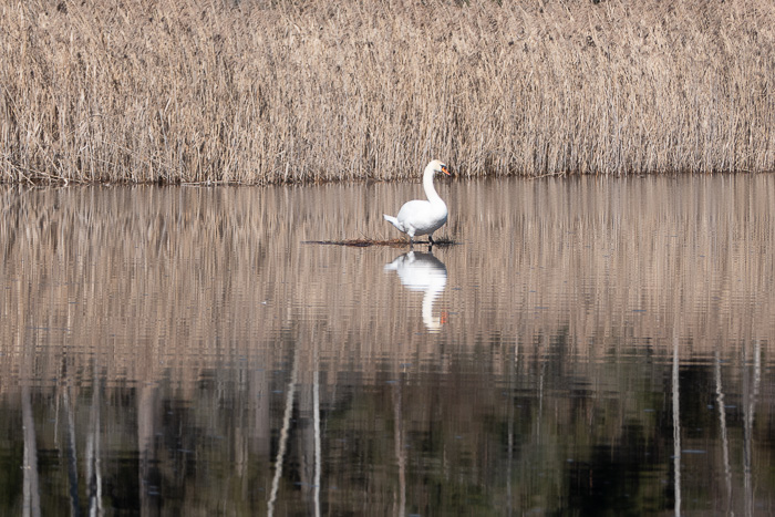 Doch schon bald schwenken wir auf den Fuchsweiher ab. 