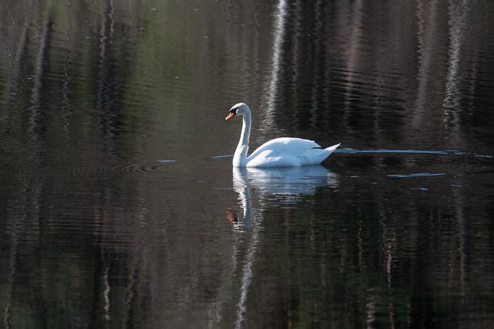 Der Schwan lässt sich durch uns nicht irritieren.