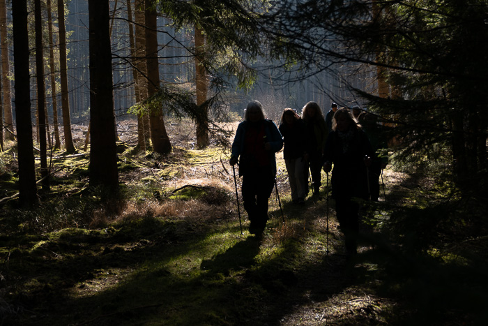 Romantisch wandern im Unterholz.