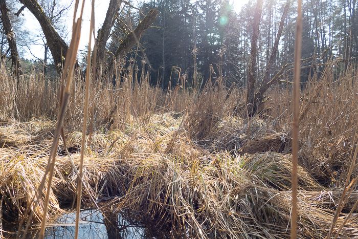 Noch kurz den Sumpf durchqueren und schon sind wir am Hammersee.